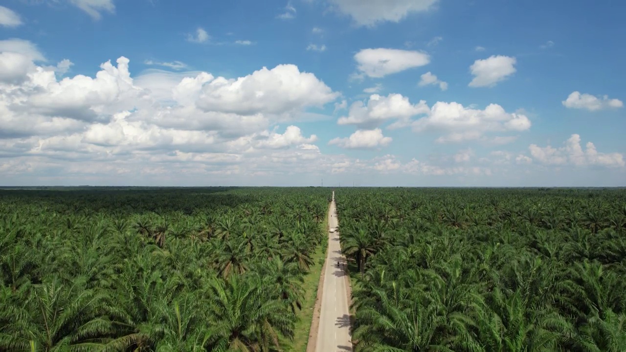 从上面看棕榈油种植园视频素材