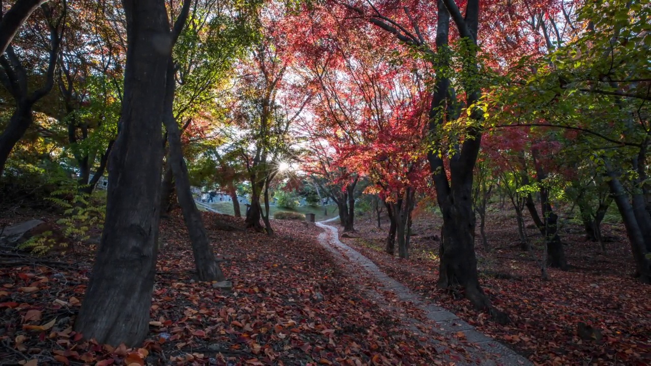 阳光照耀在枫树在八达山/八达区，水原市，京畿道，韩国视频素材