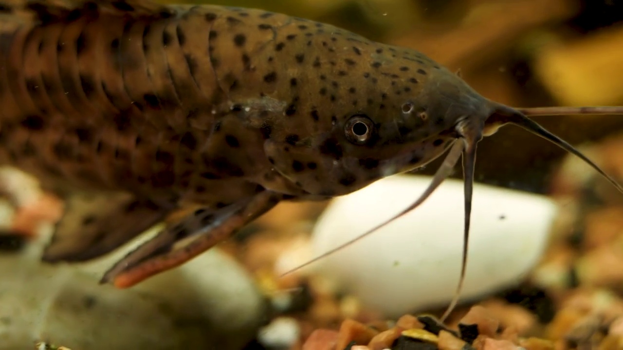 家庭水族馆的猿猴和胸鱼视频素材