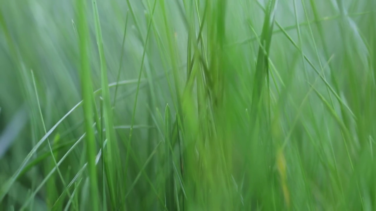 鲜嫩多汁的绿草在夏天或春天的早晨阳光的背景下视频素材