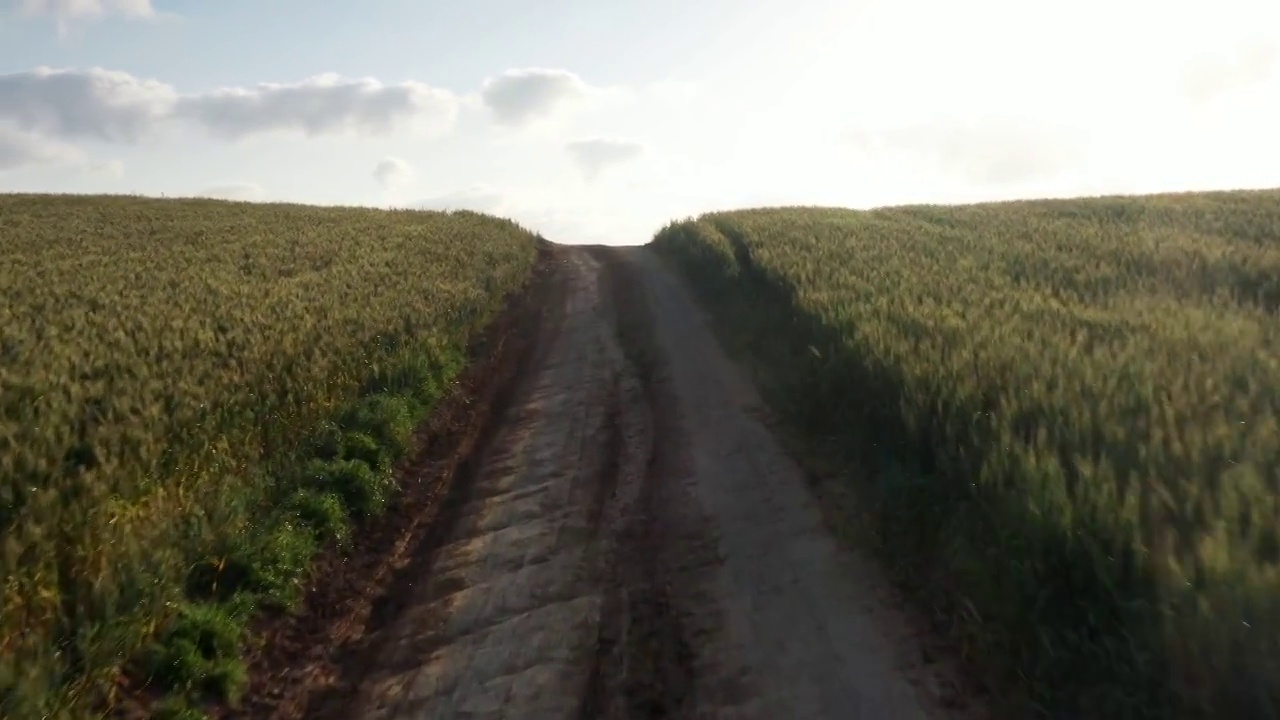 鸟瞰麦田之间的土路视频素材