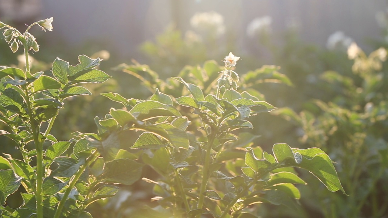 在夕阳的余晖中，花圃上的马铃薯花丛开满了花。农业。种植蔬菜。视频连接。视频素材