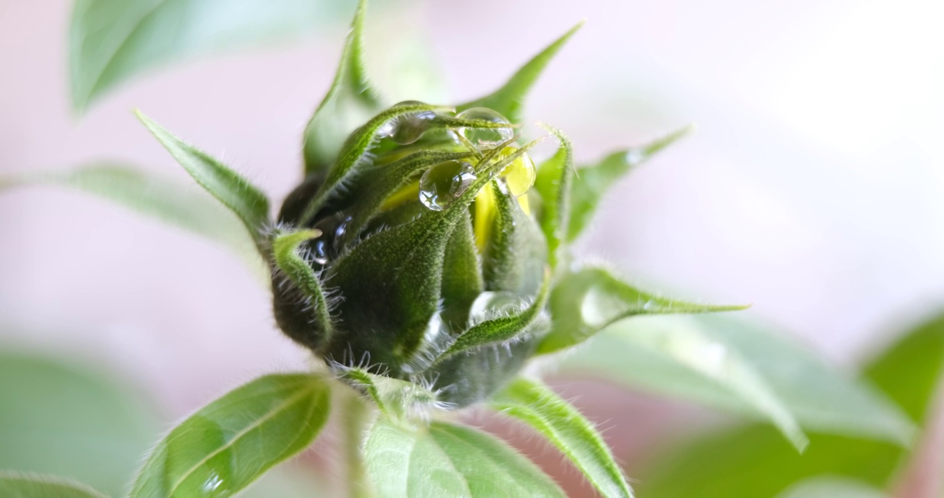 绿芽上的一滴水。花蕾上茸毛间的水滴视频素材