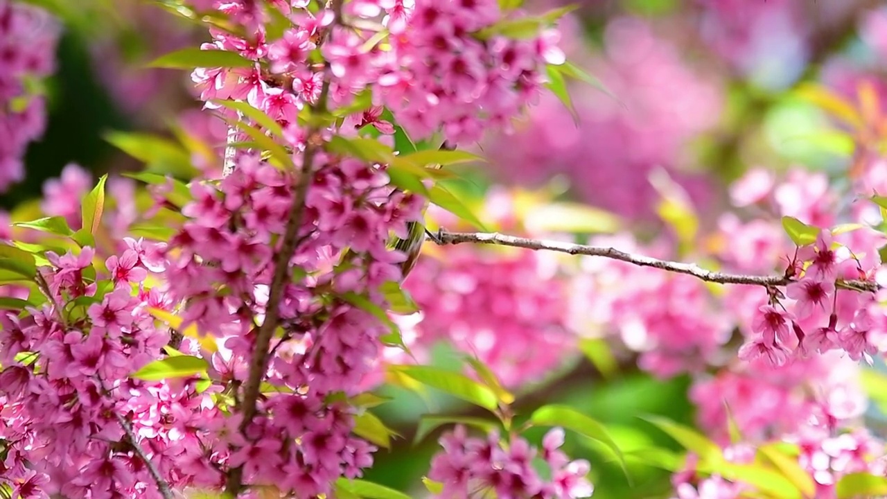 樱花视频素材