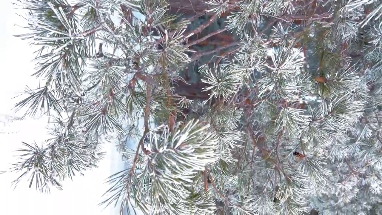 冰雪覆盖的冬季松树林。密密麻麻覆盖着霜的松枝。垂直视频格式视频素材