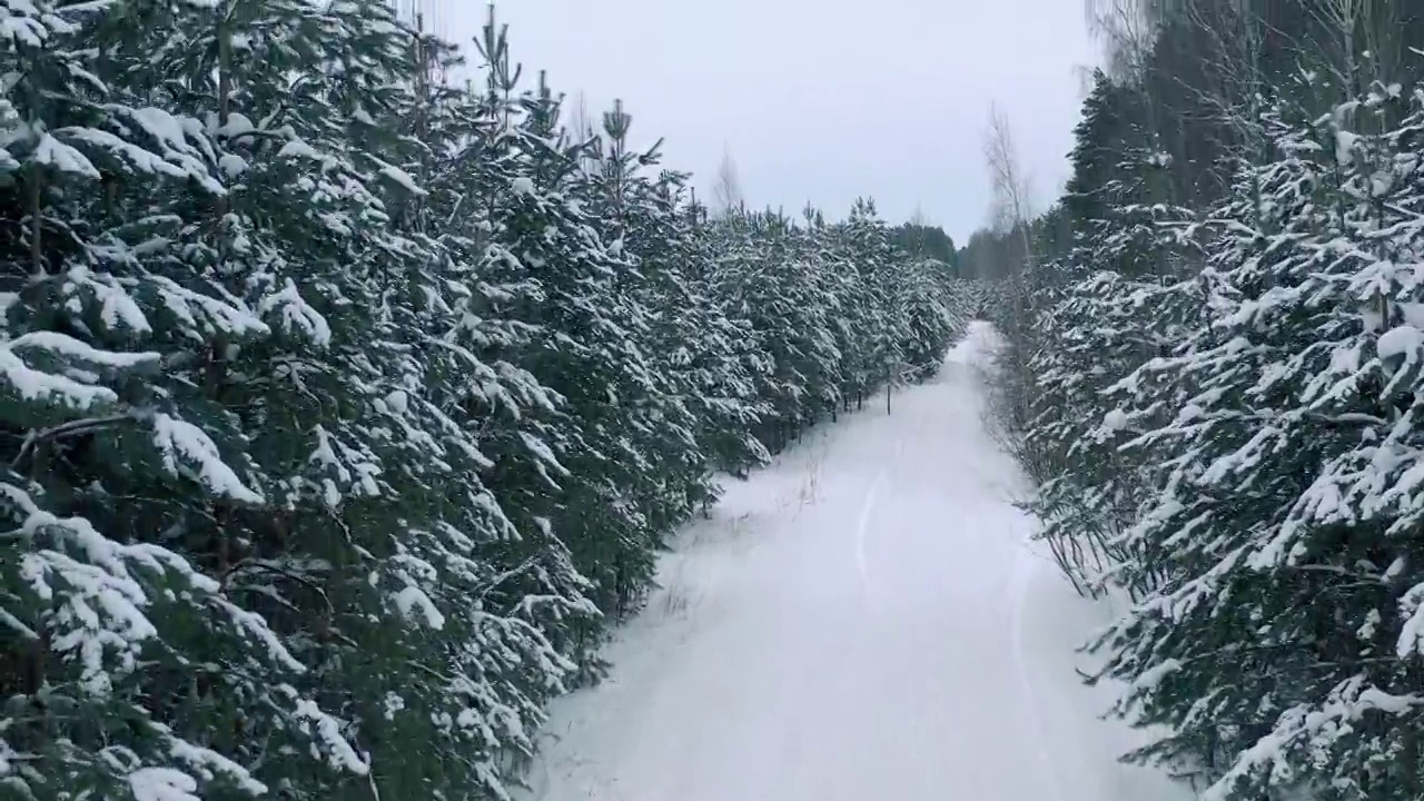 从无人机鸟瞰积雪覆盖的冬季松树林。松树的树枝上结满了霜视频素材