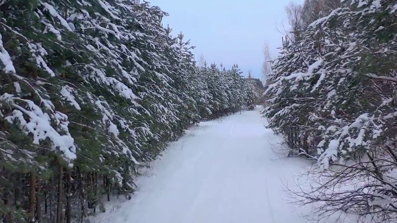 从无人机鸟瞰积雪覆盖的冬季松树林。松树的树枝上结满了霜视频素材