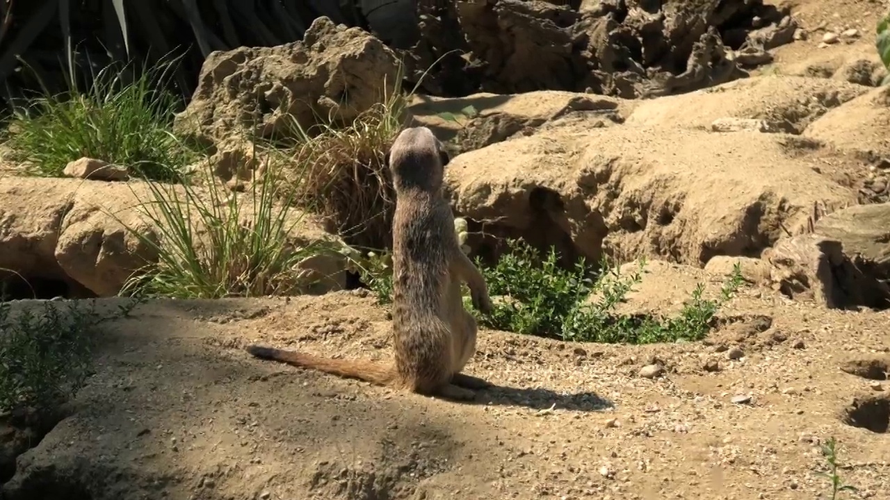 沙上的猫鼬或沙鼬视频素材