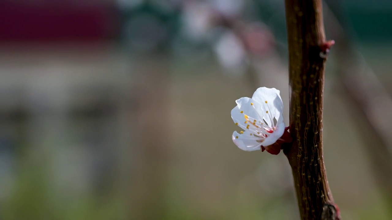 朵朵的树枝，花蕾在风中摇曳视频素材