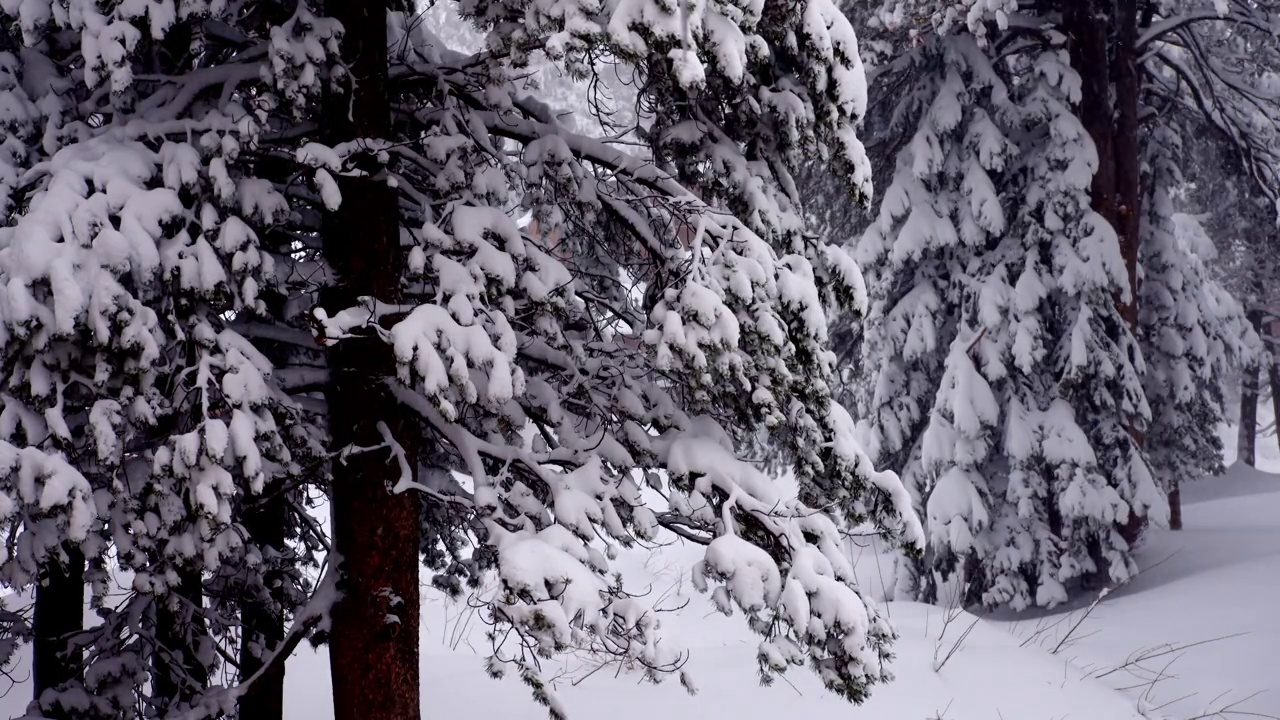 下雪的冬天视频素材