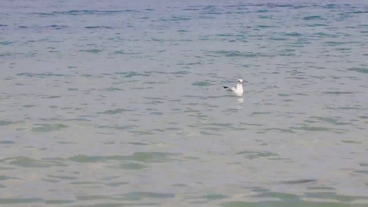 海鸥漂浮在水面上视频素材