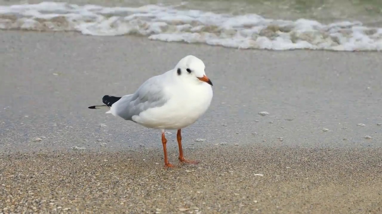 海鸥站在岸边视频素材