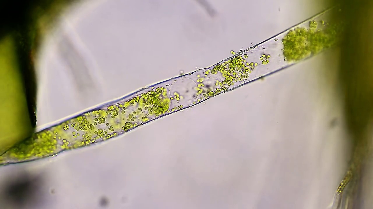 绿藻水生植物视频素材