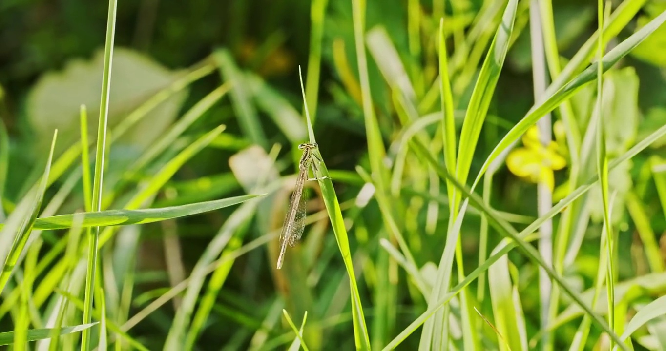 蜻蜓从草叶上飞开，从侧面看视频素材