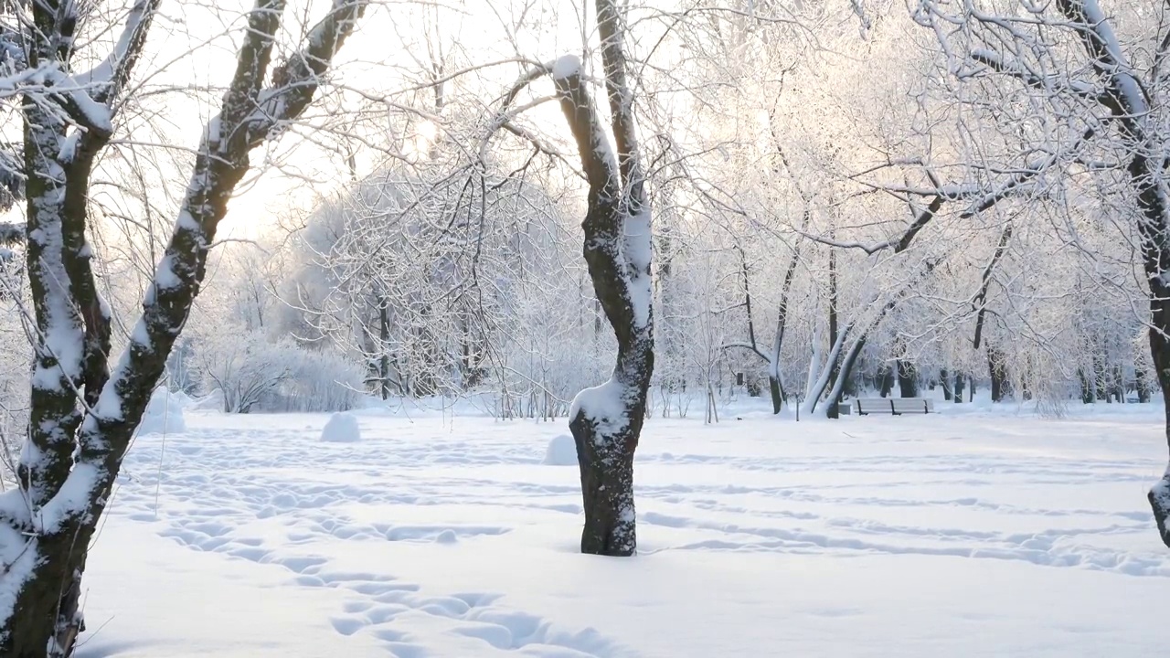 冬天的风景——白雪覆盖的公园里有美丽的树木，覆盖着白霜。视频素材