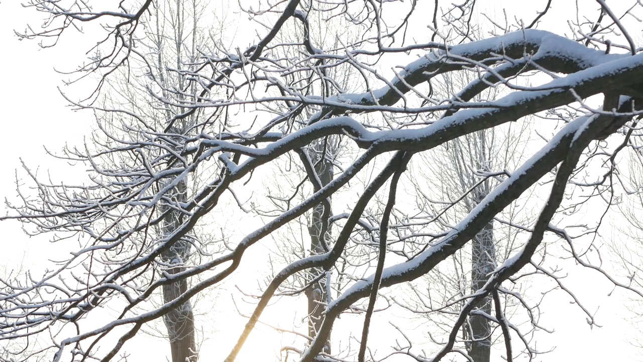 冬天的风景——白雪覆盖的公园里有美丽的树木，覆盖着白霜。视频素材