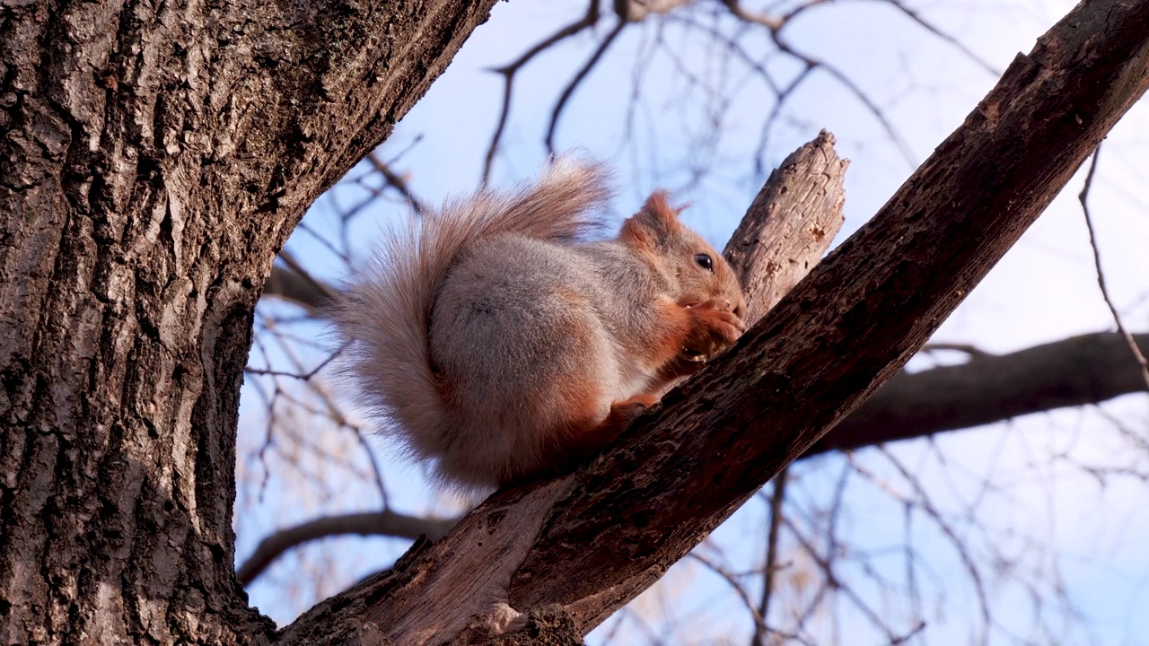 冬季森林公园的松鼠特写。红松鼠或欧亚红松鼠(Sciurus vulgaris)在刮风的日子里，坐在松枝上吃核桃，背景是蓝天和树木视频素材