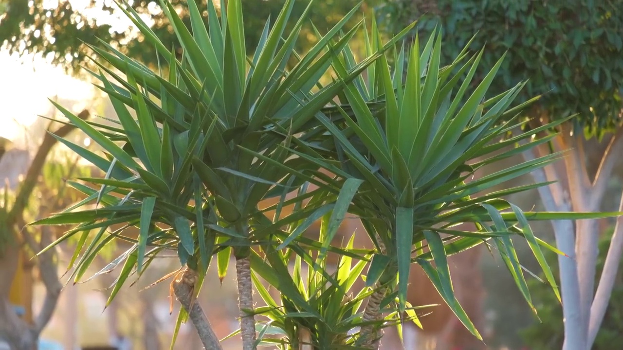 夏日花园中的绿色热带植物特写视频素材