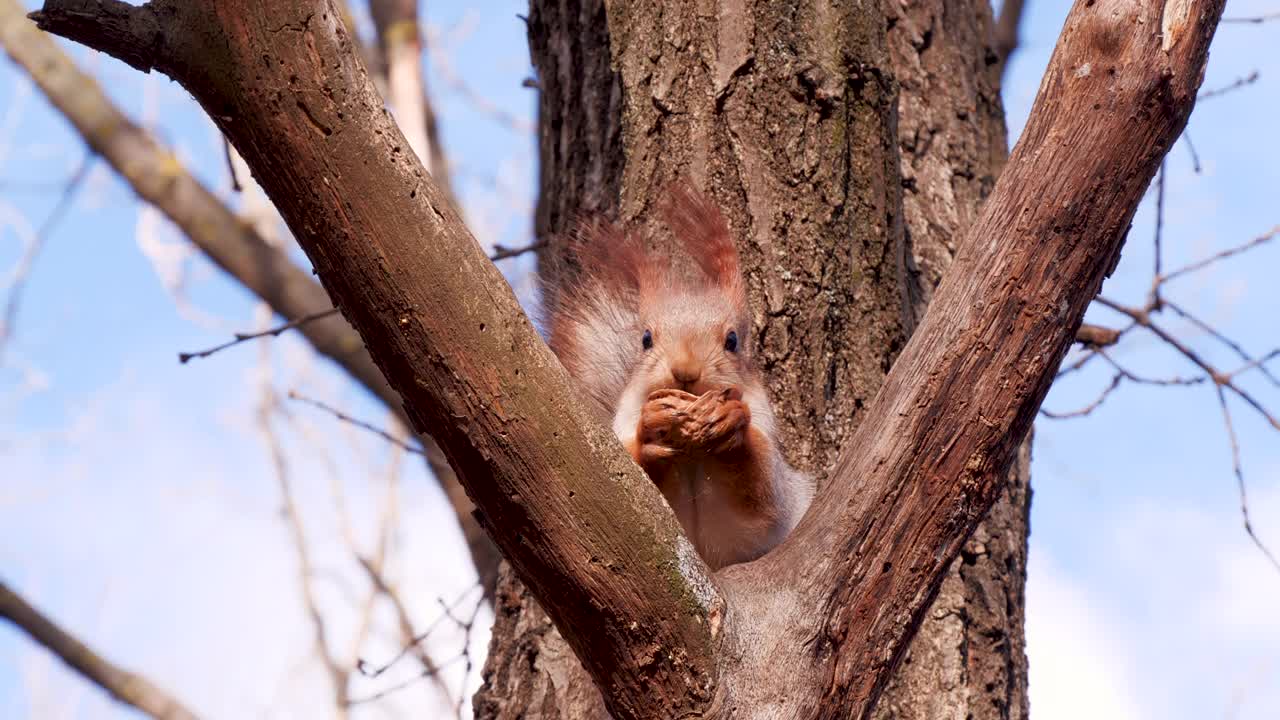 冬季森林公园的松鼠特写。红松鼠或欧亚红松鼠(Sciurus vulgaris)在刮风的日子里，坐在松枝上吃核桃，背景是蓝天和树木视频素材