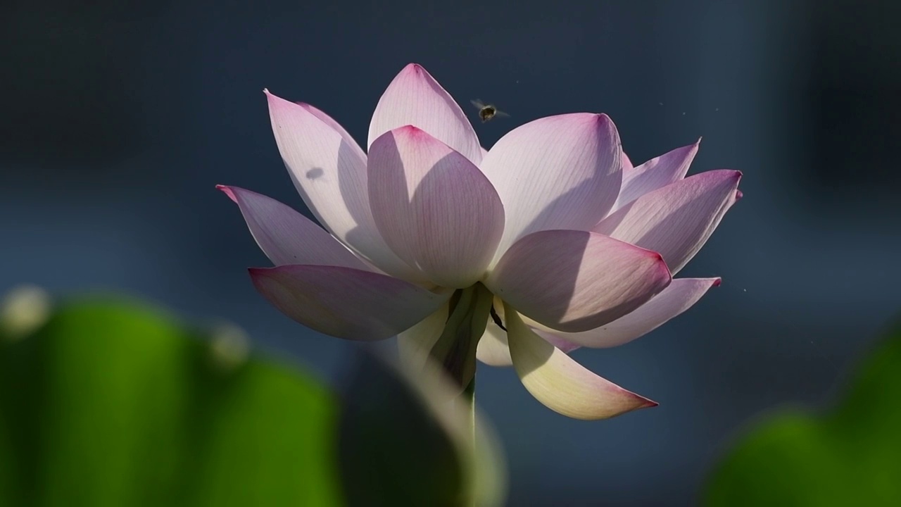 夏天，蜜蜂在开放的莲花上飞舞，特写镜头视频素材