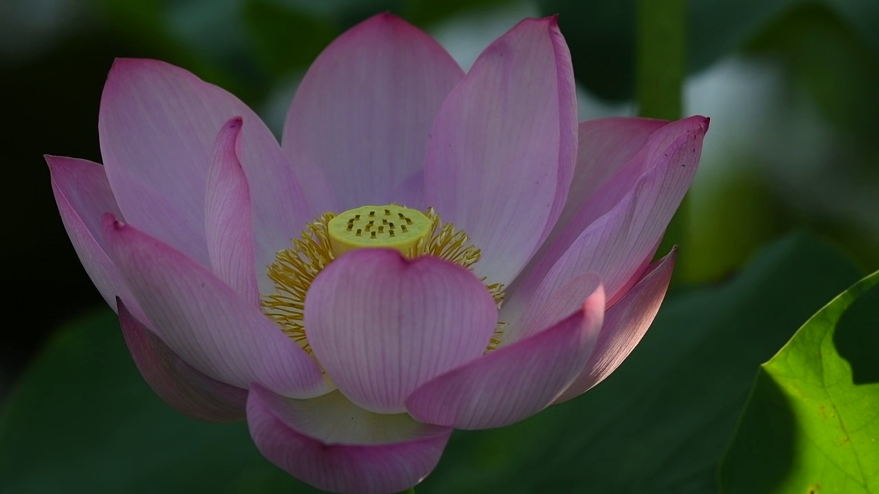 夏天，蜜蜂在开放的莲花上飞舞，特写镜头视频素材