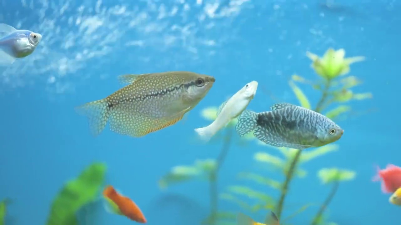 五颜六色的异国情调的鱼游泳在深蓝色的水水族馆与绿色的热带植物视频素材