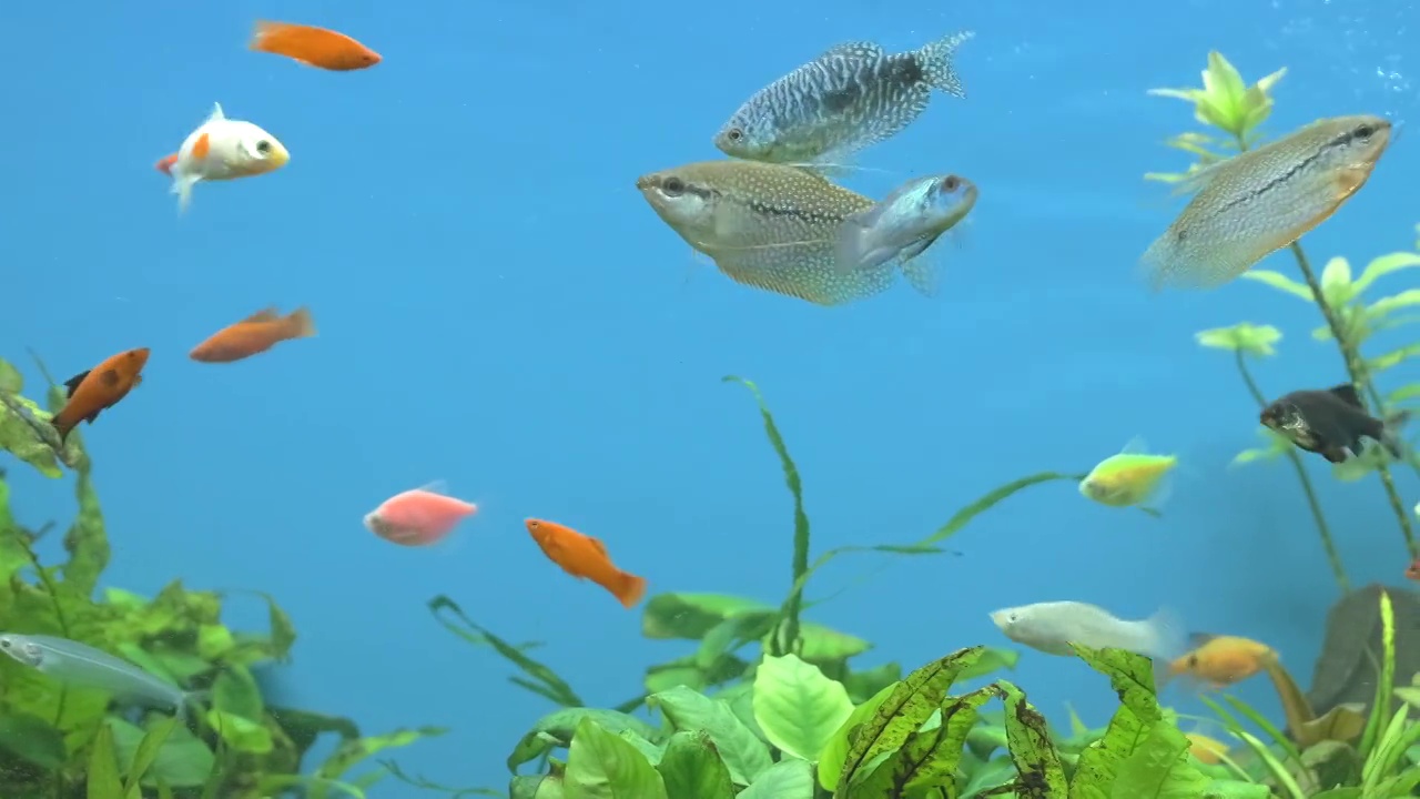 五颜六色的异国情调的鱼游泳在深蓝色的水水族馆与绿色的热带植物视频素材