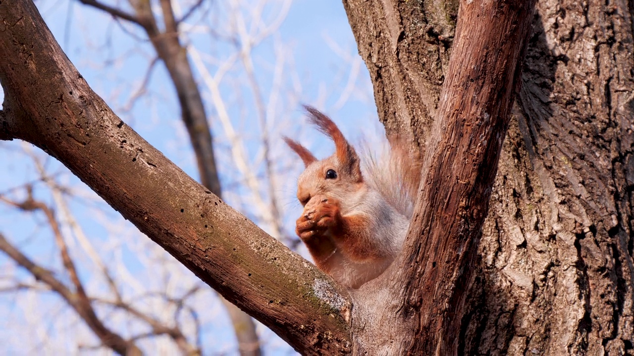 冬季森林公园的松鼠特写。红松鼠或欧亚红松鼠(Sciurus vulgaris)在刮风的日子里，坐在松枝上吃核桃，背景是蓝天和树木视频素材