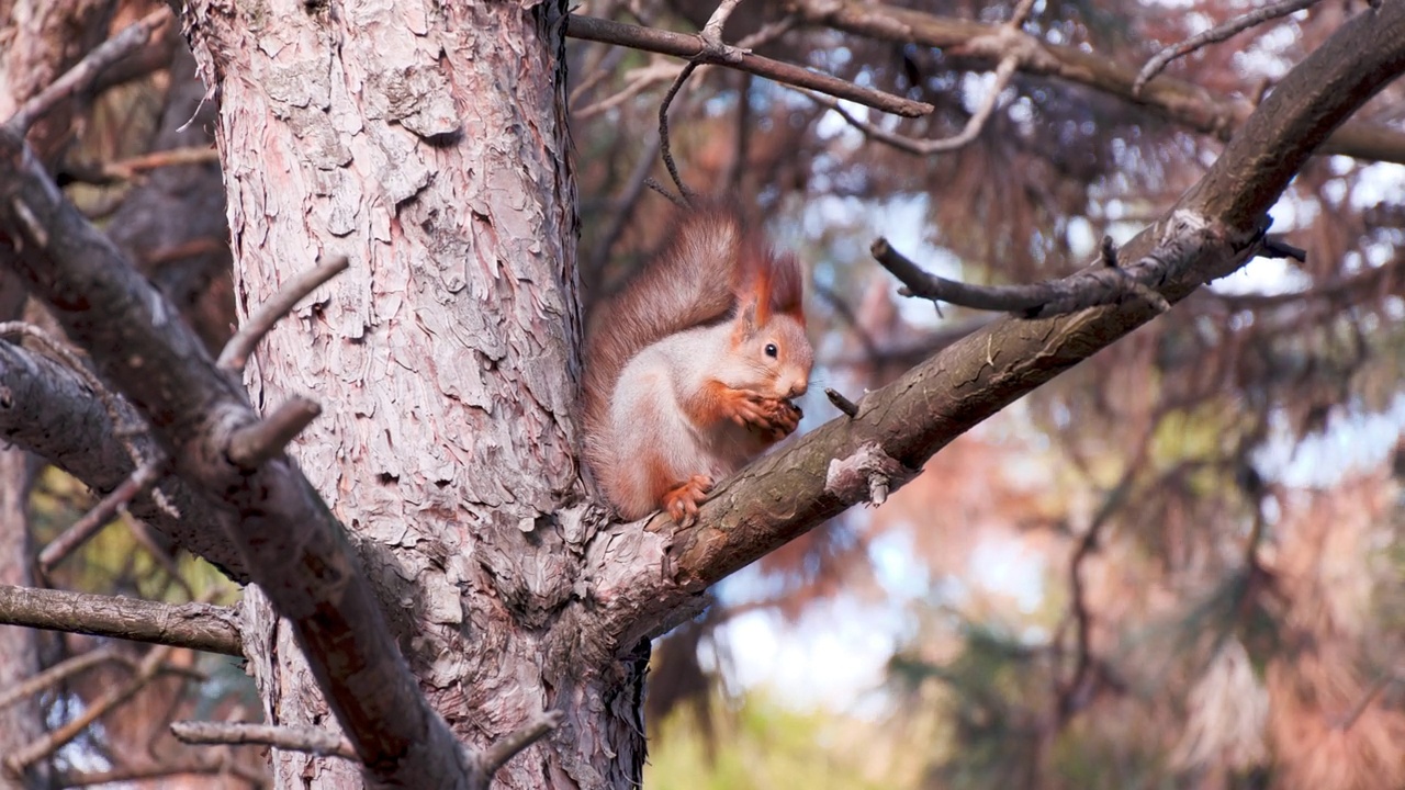 冬季森林公园的松鼠特写。红松鼠或欧亚红松鼠(Sciurus vulgaris)在刮风的日子里，坐在松枝上吃核桃，背景是蓝天和树木视频素材