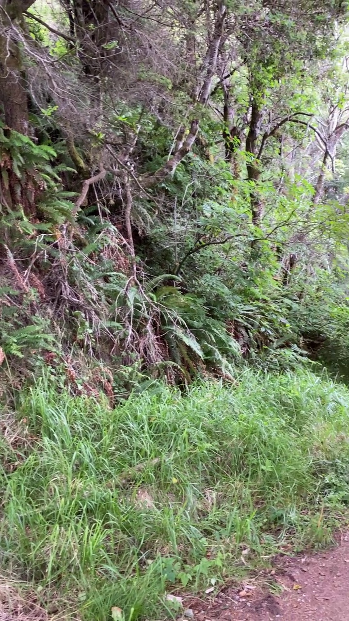 平移垂直薄雾徒步步道天然树叶拱形森林移动晨山悬崖视频视频素材