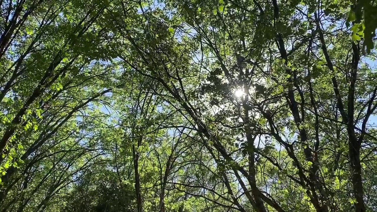 缓慢移动的微风穿过阳光明媚的树林，有阳光和阴影视频素材