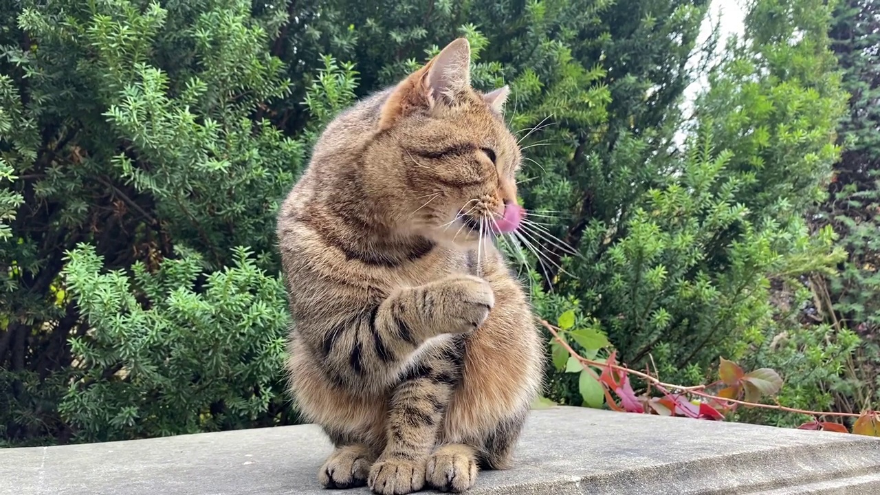 可爱的小猫饭后洗爪子。舔着毛茸茸爪子的灰虎斑猫。视频素材