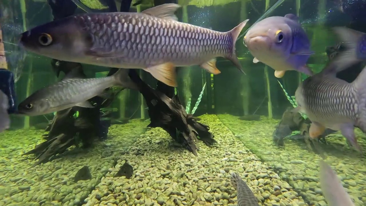 霍文的鲤鱼(Leptobarbus hoevenii)视频素材