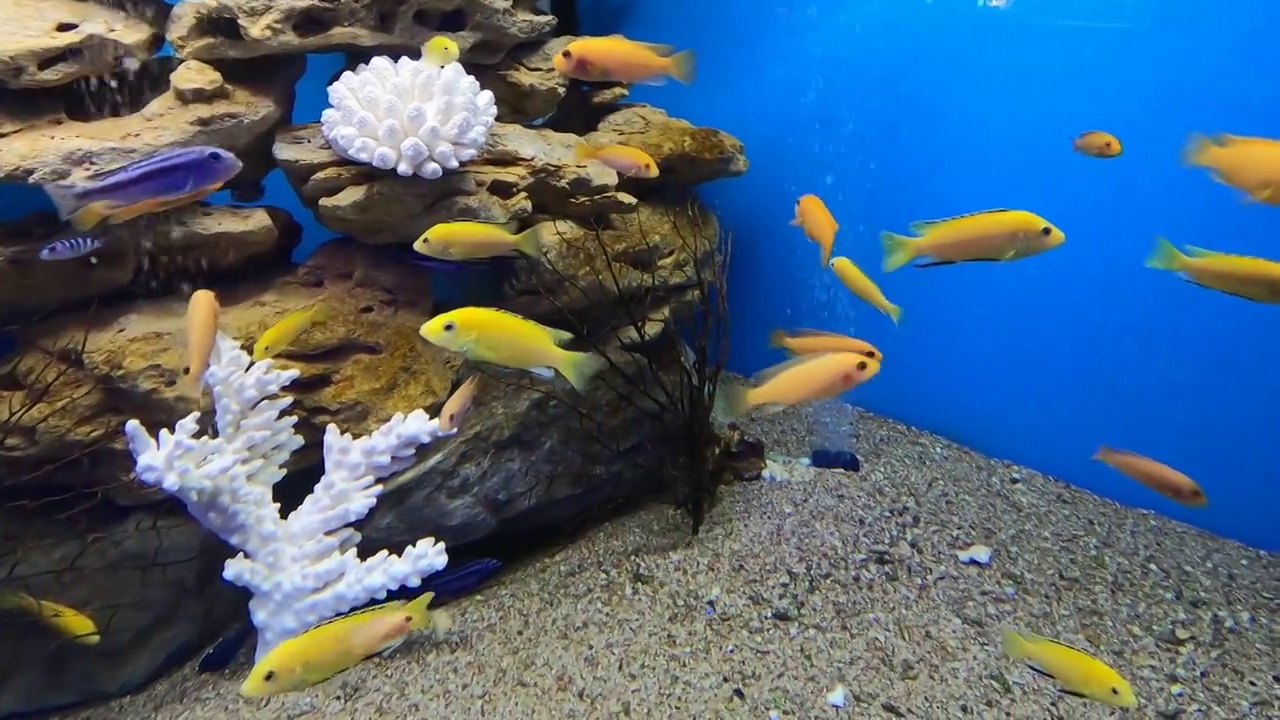 热带电黄色慈鲷。马拉维水族馆鱼类视频素材