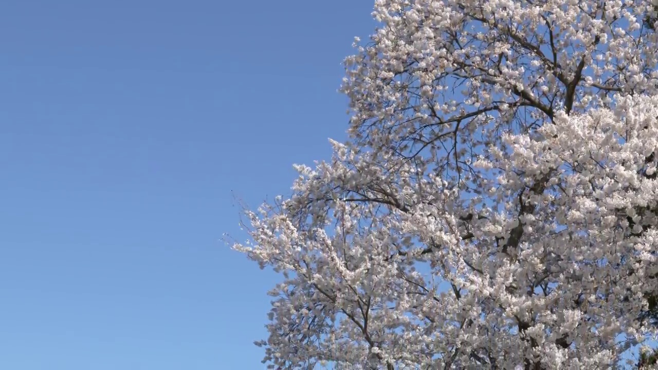 福島県喜多方市より望む冠雪した飯豊山と満開の桜 （チルトダウン）: Snowy Mountains over Cherry Blossoms in the Countryside of Japan (Tilt Down)视频素材