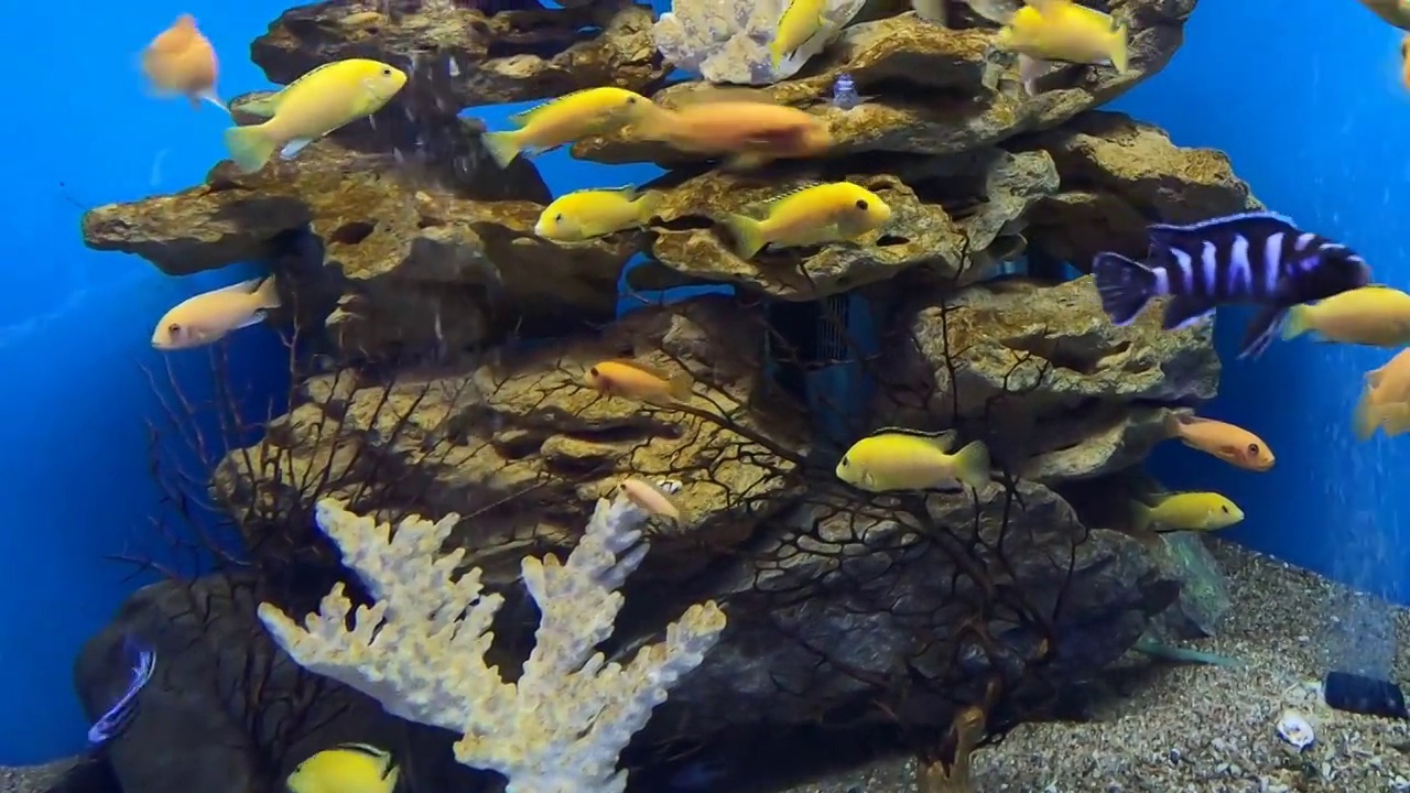 热带电黄色慈鲷。马拉维水族馆鱼类视频素材