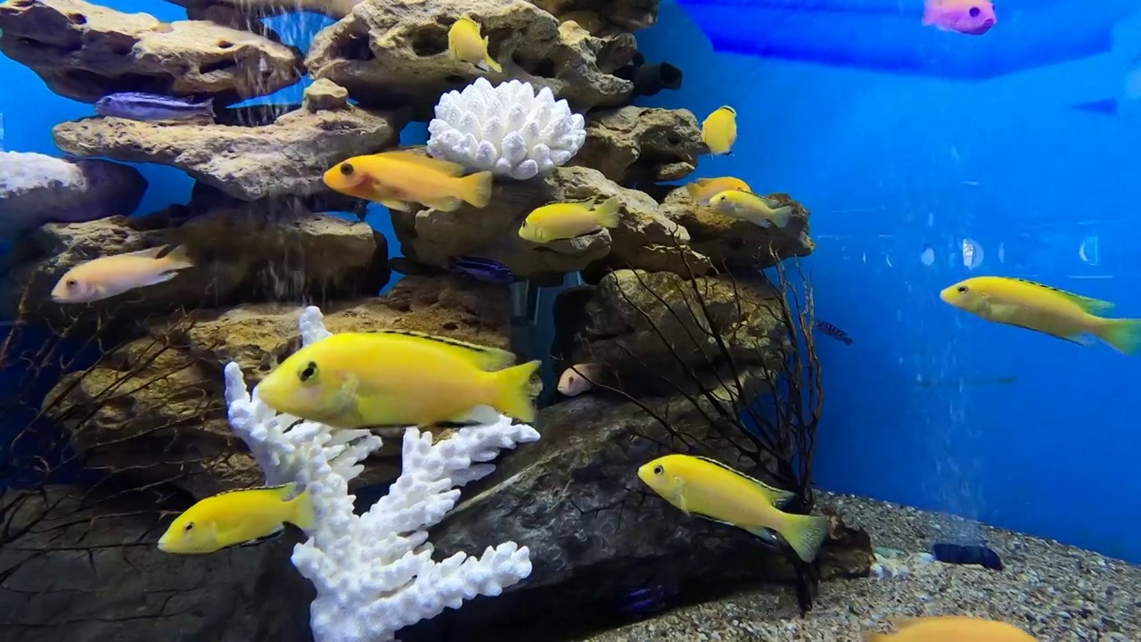 热带电黄色慈鲷。马拉维水族馆鱼类视频素材