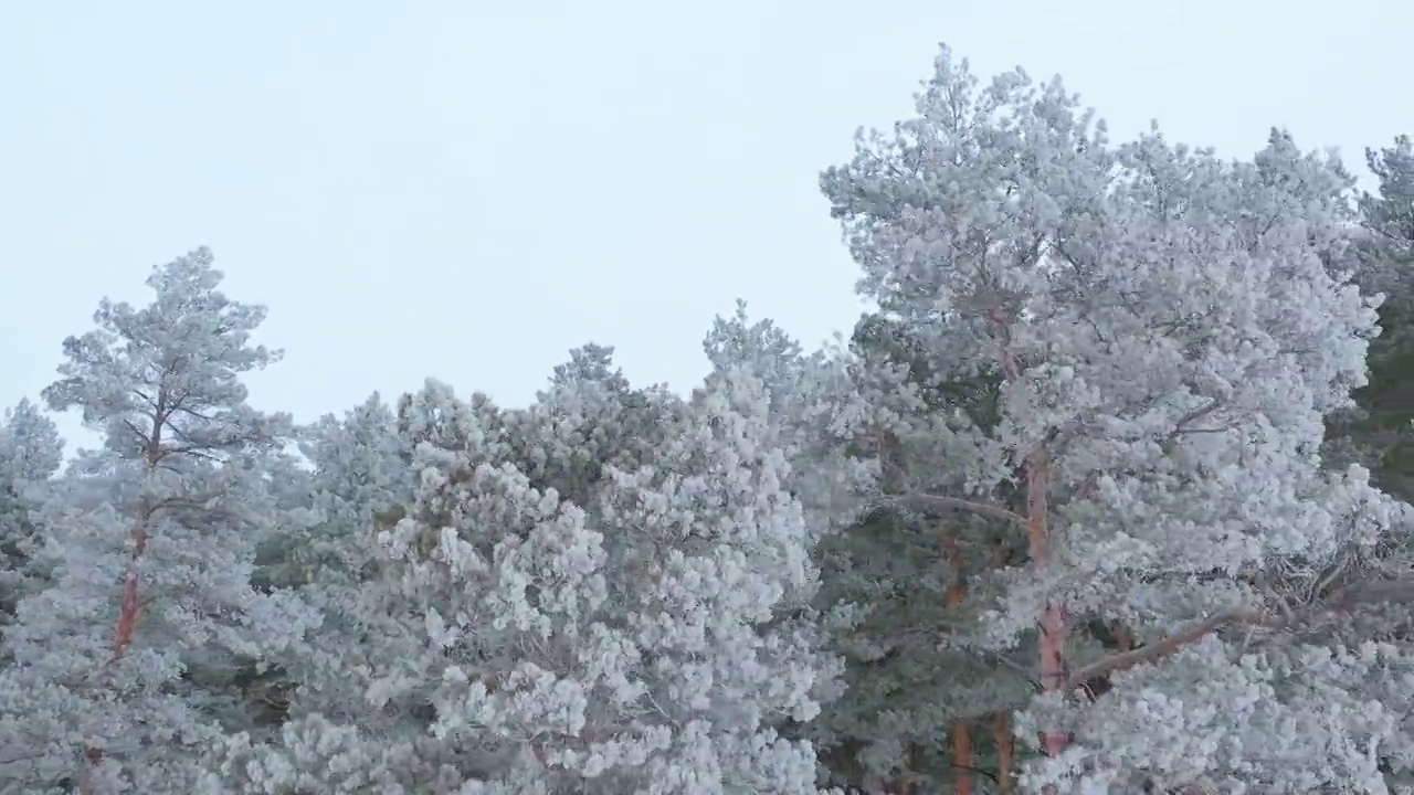 从无人机鸟瞰积雪覆盖的冬季松树林。松树的树枝上结满了霜视频素材