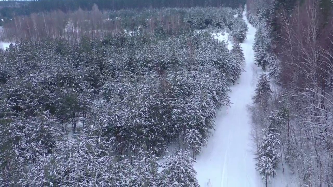 从无人机鸟瞰积雪覆盖的冬季松树林。松树的树枝上结满了霜视频素材