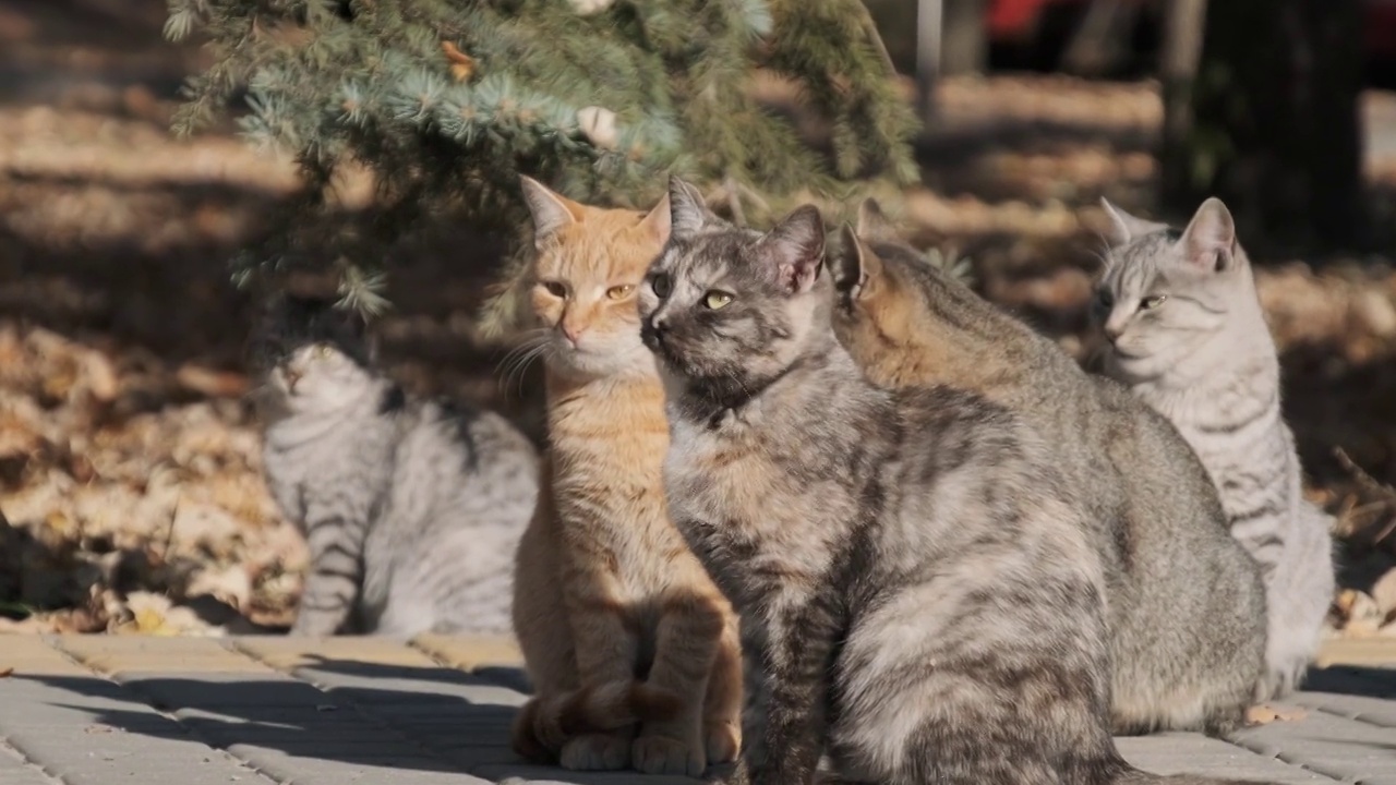 许多无家可归的猫一起坐在自然的公园里，慢镜头视频素材