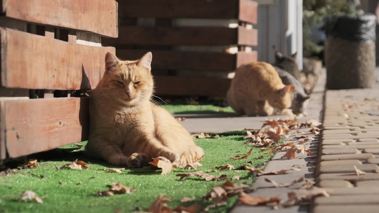 许多流浪猫一起坐在自然的公园里，慢镜头视频素材