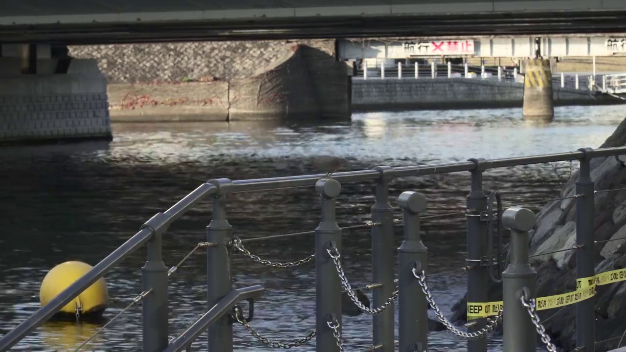 运河沿岸的风景。鸟儿飞去了。视频素材