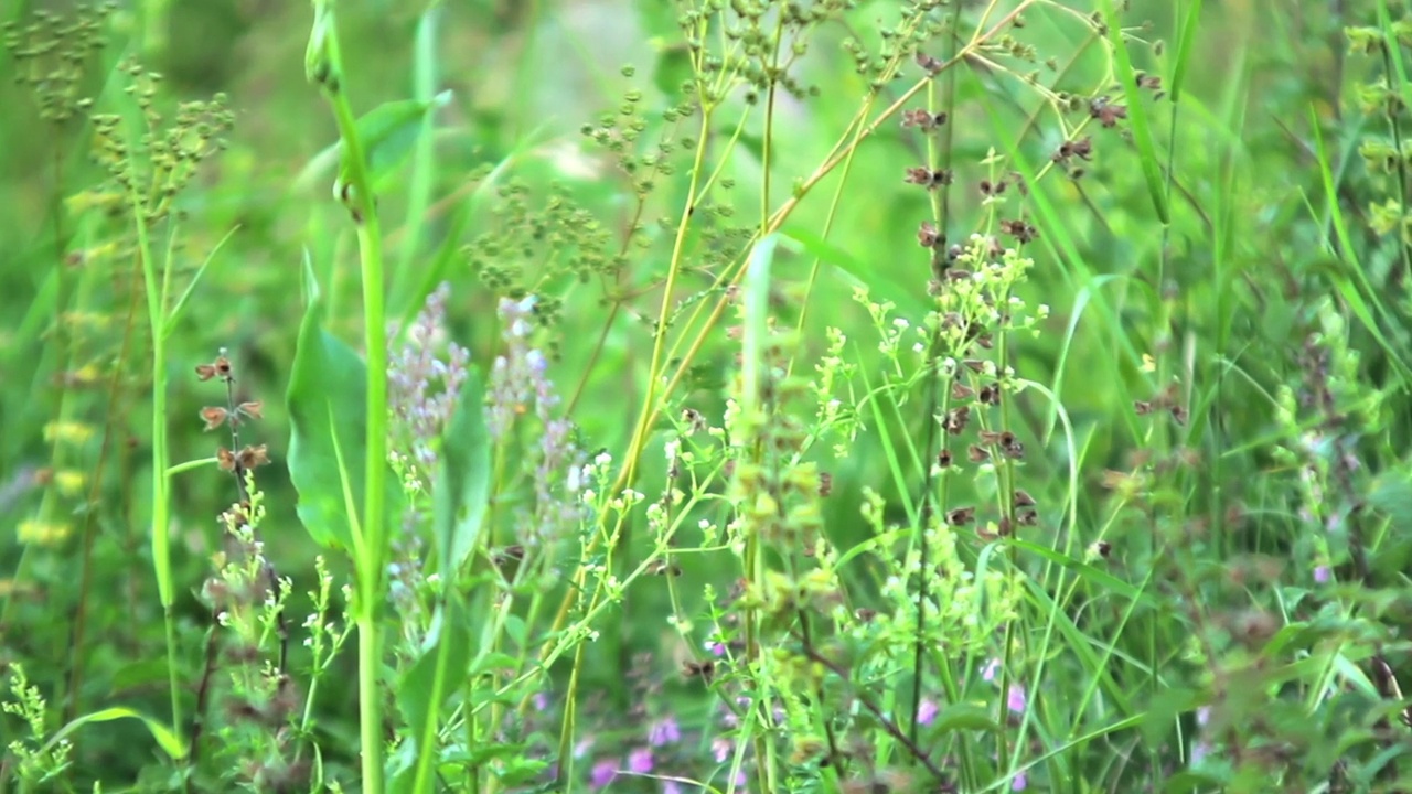 田野里有蓝色的花朵和高大的杂草，还有飞虫视频素材