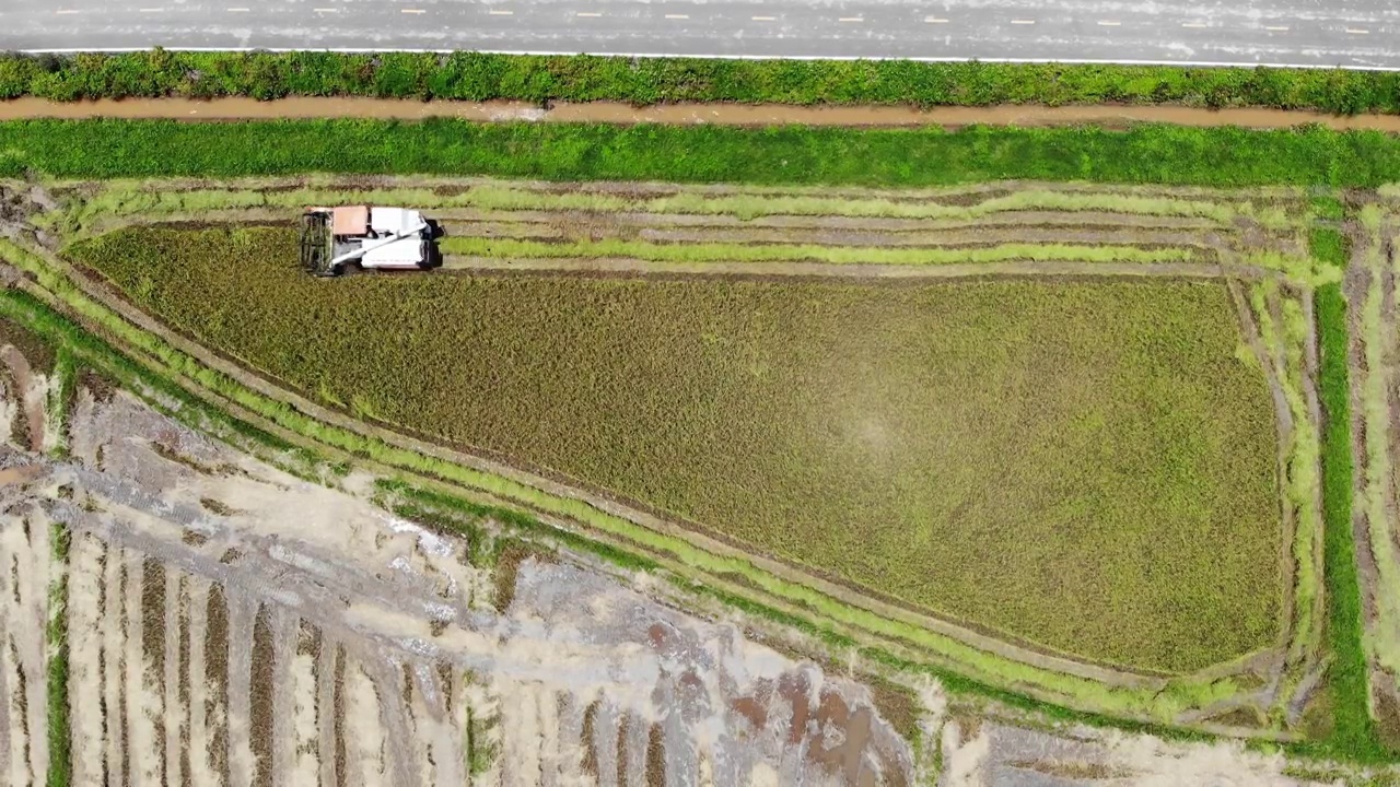 泰国北部的联合水稻收获农场视频素材