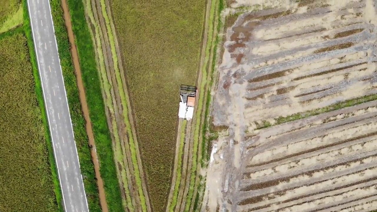 泰国北部的联合水稻收获农场视频素材