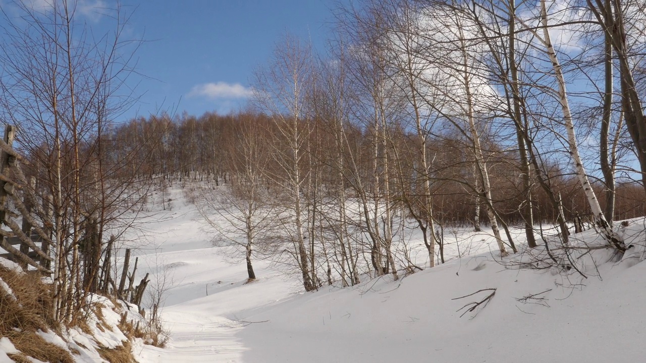 冬天的风景，被雪覆盖的道路和光秃秃的桦树视频素材