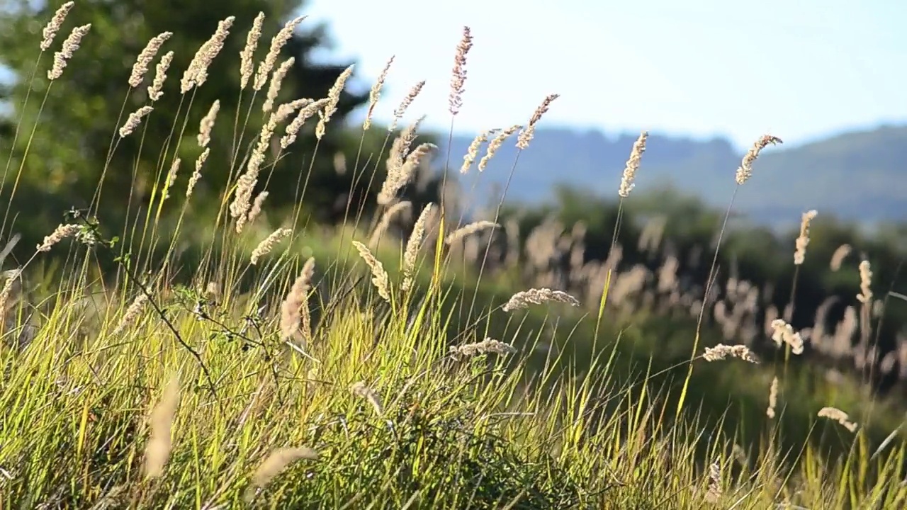 在阳光温暖的早晨，有风的草本植物带着种子视频素材