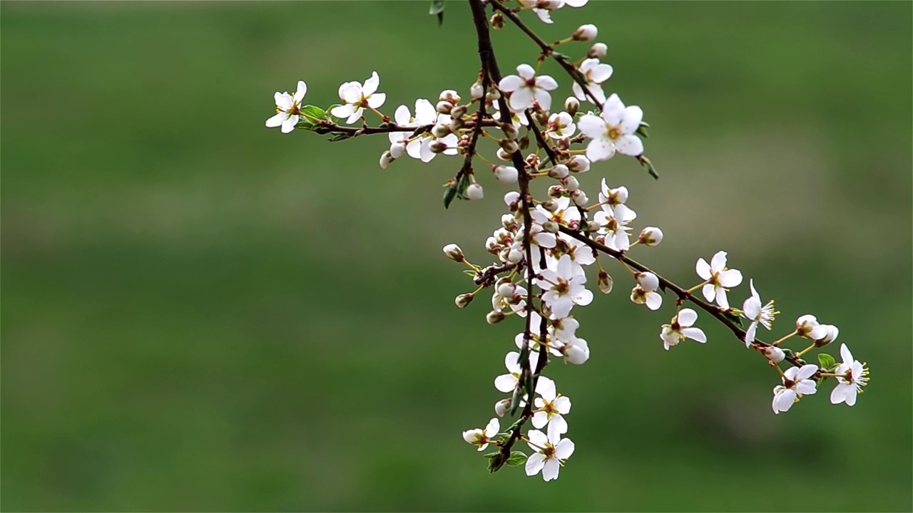 开白花的野苹果枝视频素材