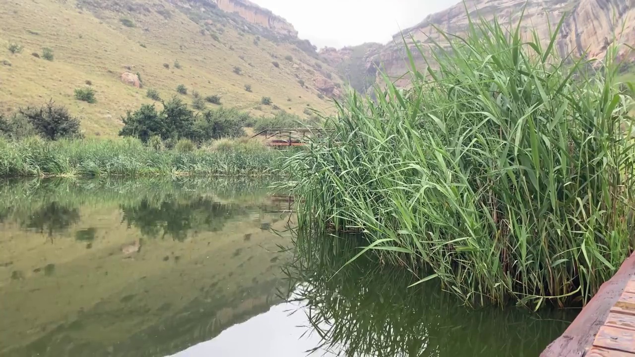 湖和芦苇视频下载