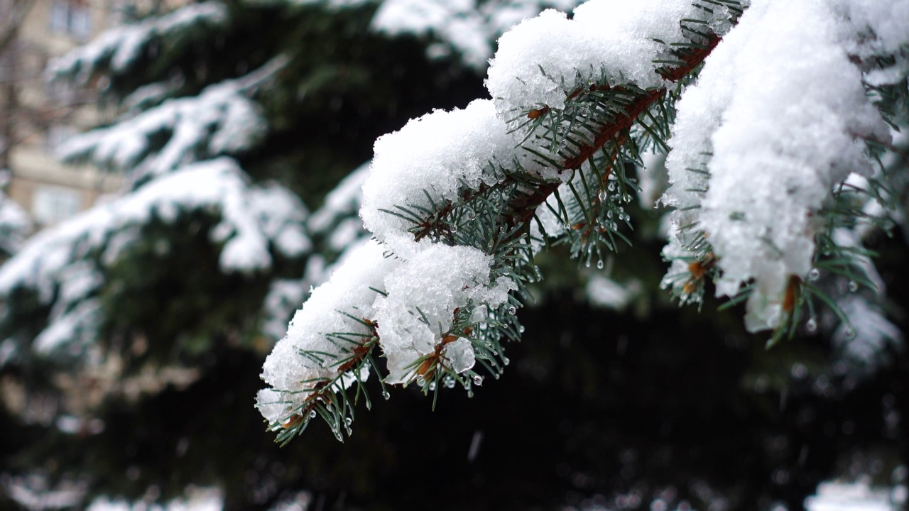 雪花落在冷杉树枝上的慢动作视频视频素材